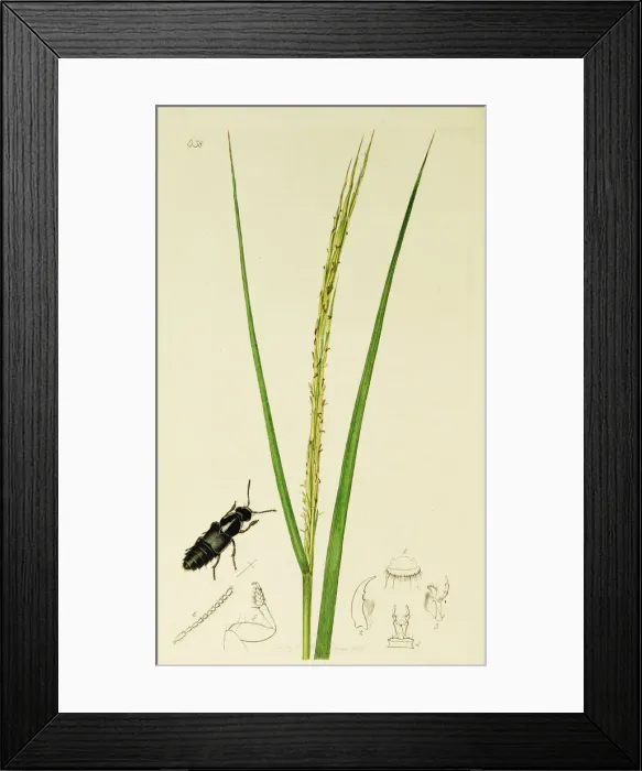 Framed Print : Curtis British Entomology Plate 638 Framed Print : Curtis British Entomology Plate 638