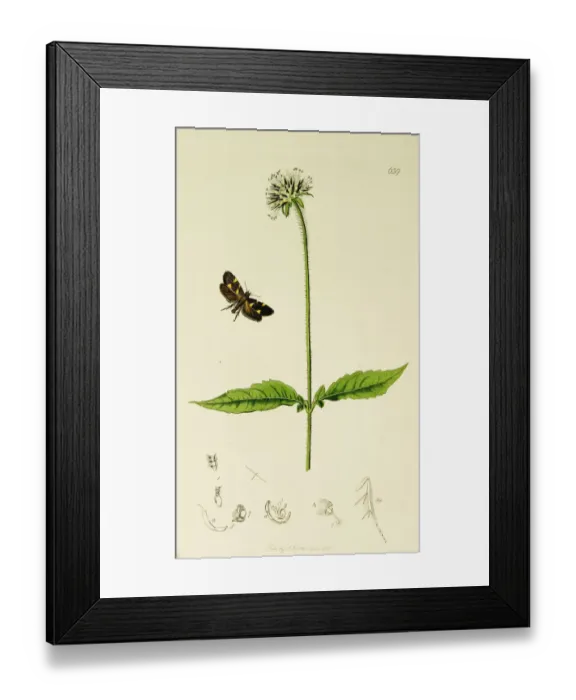 Framed Print : Curtis British Entomology Plate 639 Framed Print : Curtis British Entomology Plate 639