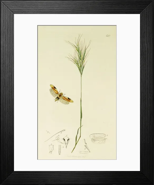 Framed Print : Curtis British Entomology Plate 640 Framed Print : Curtis British Entomology Plate 640