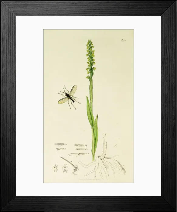 Framed Print : Curtis British Entomology Plate 641 Framed Print : Curtis British Entomology Plate 641