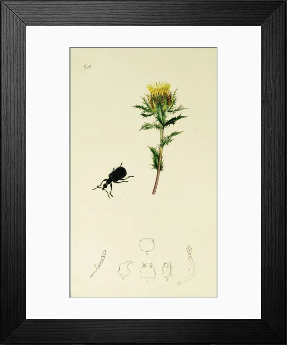 Framed Print : Curtis British Entomology Plate 642 Framed Print : Curtis British Entomology Plate 642