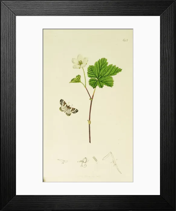Framed Print : Curtis British Entomology Plate 643 Framed Print : Curtis British Entomology Plate 643