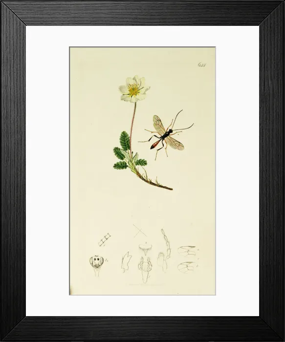 Framed Print : Curtis British Entomology Plate 644 Framed Print : Curtis British Entomology Plate 644