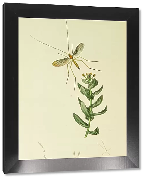 Curtis British Entomology Plate 637