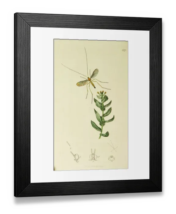 Framed Print : Curtis British Entomology Plate 637 Framed Print : Curtis British Entomology Plate 637