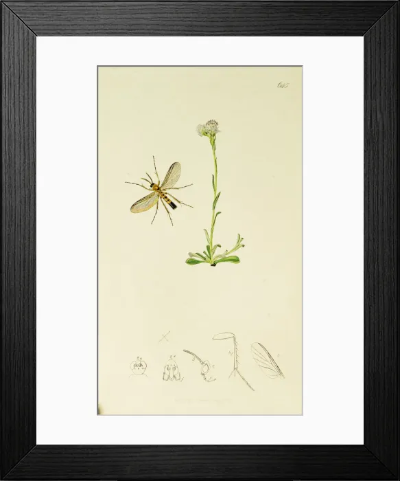 Framed Print : Curtis British Entomology Plate 645 Framed Print : Curtis British Entomology Plate 645