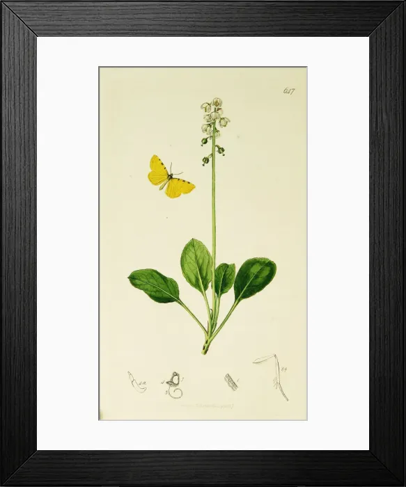 Framed Print : Curtis British Entomology Plate 647 Framed Print : Curtis British Entomology Plate 647