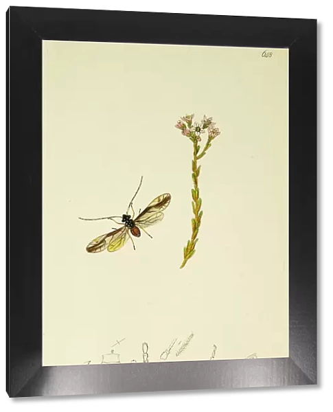 Curtis British Entomology Plate 648