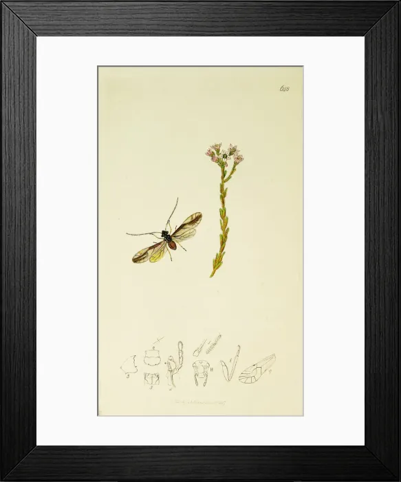 Framed Print : Curtis British Entomology Plate 648 Framed Print : Curtis British Entomology Plate 648