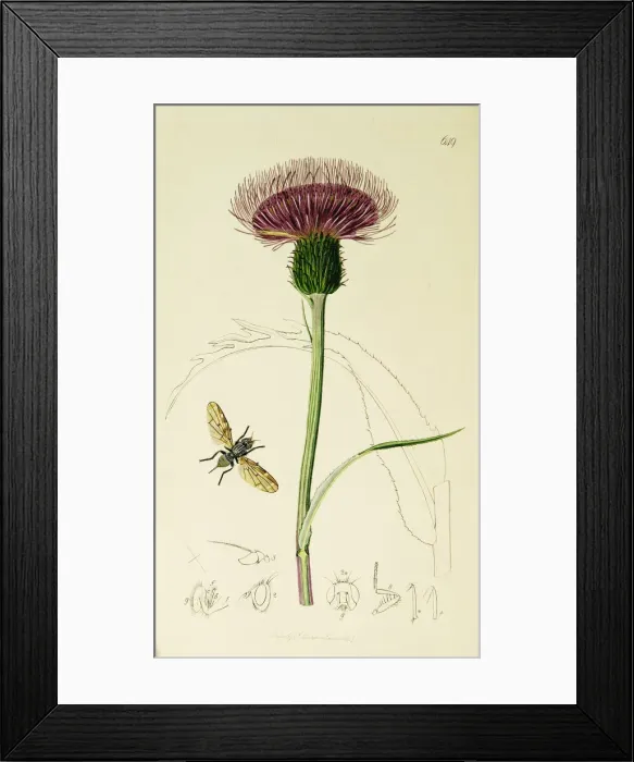 Framed Print : Curtis British Entomology Plate 649 Framed Print : Curtis British Entomology Plate 649