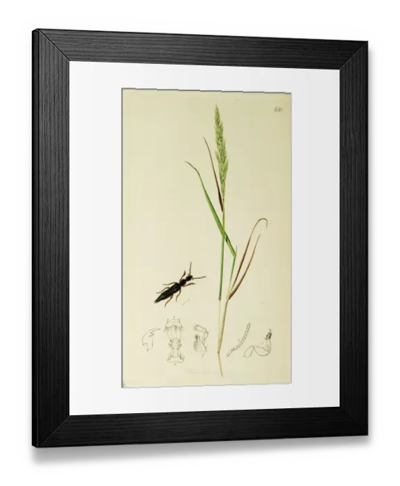 Framed Print : Curtis British Entomology Plate 650 Framed Print : Curtis British Entomology Plate 650