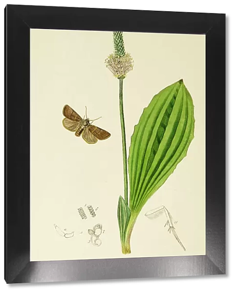 Curtis British Entomology Plate 651