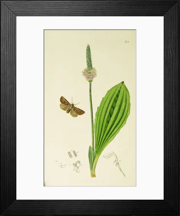 Framed Print : Curtis British Entomology Plate 651 Framed Print : Curtis British Entomology Plate 651