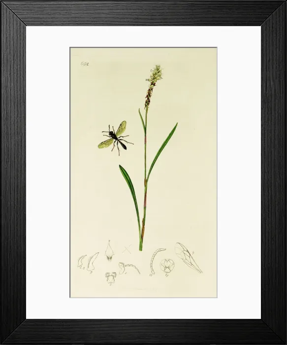 Framed Print : Curtis British Entomology Plate 652 Framed Print : Curtis British Entomology Plate 652