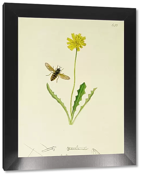 Curtis British Entomology Plate 653