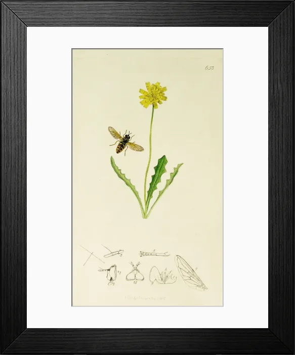 Framed Print : Curtis British Entomology Plate 653 Framed Print : Curtis British Entomology Plate 653