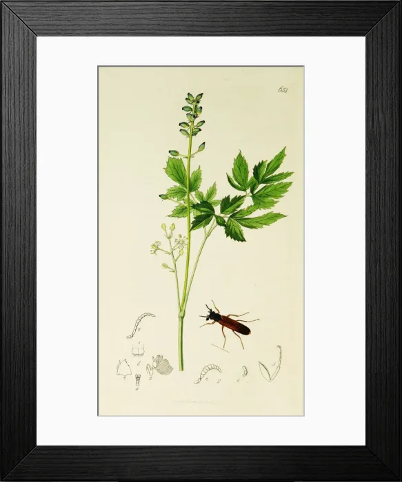 Framed Print : Curtis British Entomology Plate 654 Framed Print : Curtis British Entomology Plate 654