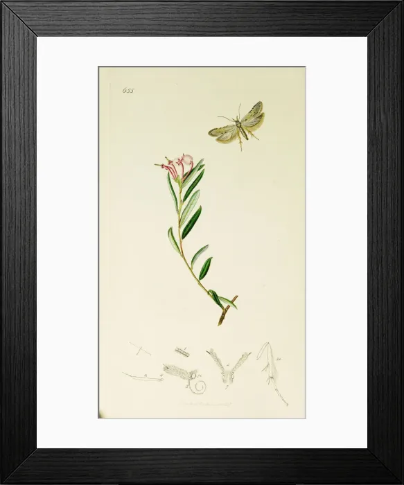 Framed Print : Curtis British Entomology Plate 655 Framed Print : Curtis British Entomology Plate 655