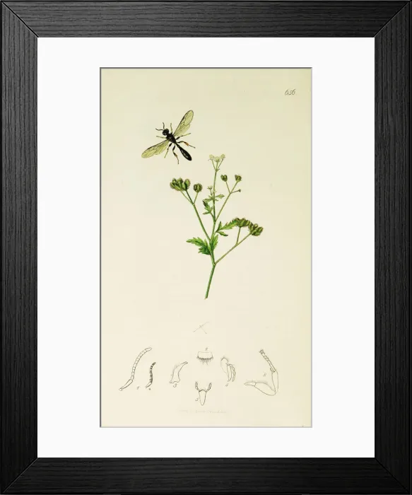 Framed Print : Curtis British Entomology Plate 656 Framed Print : Curtis British Entomology Plate 656