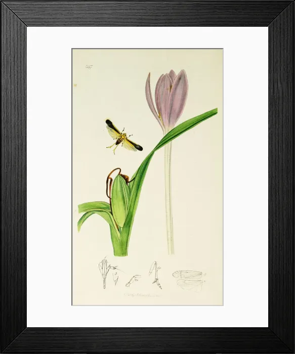 Framed Print : Curtis British Entomology Plate 657 Framed Print : Curtis British Entomology Plate 657