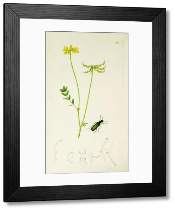 Framed Print : Curtis British Entomology Plate 658 Framed Print : Curtis British Entomology Plate 658