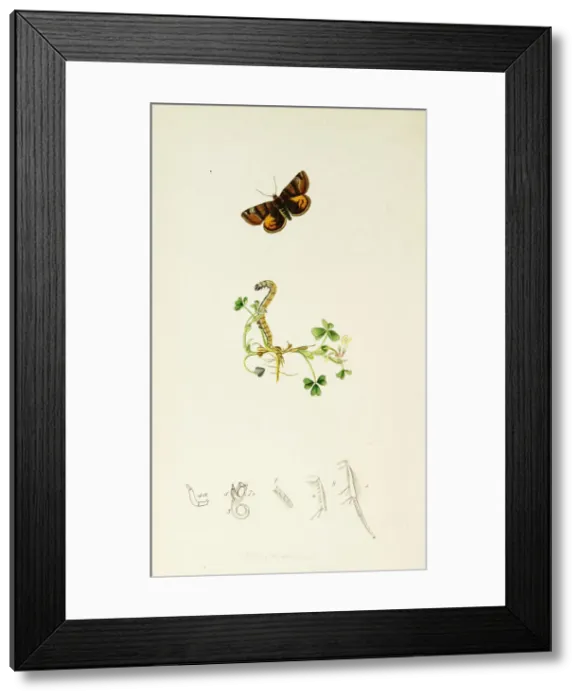 Framed Print : Curtis British Entomology Plate 659 Framed Print : Curtis British Entomology Plate 659