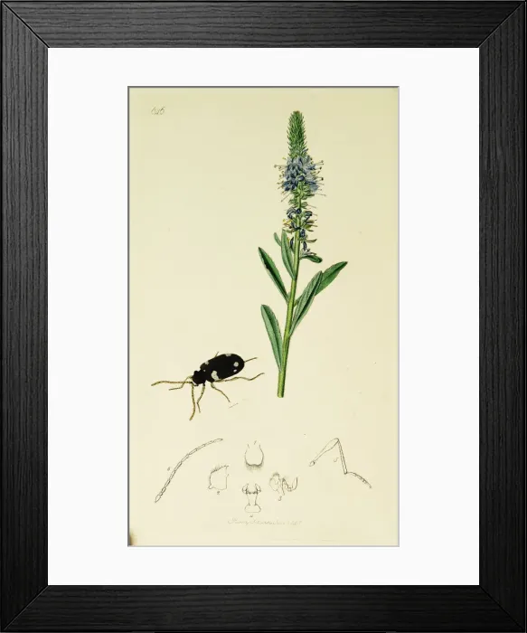 Framed Print : Curtis British Entomology Plate 646 Framed Print : Curtis British Entomology Plate 646