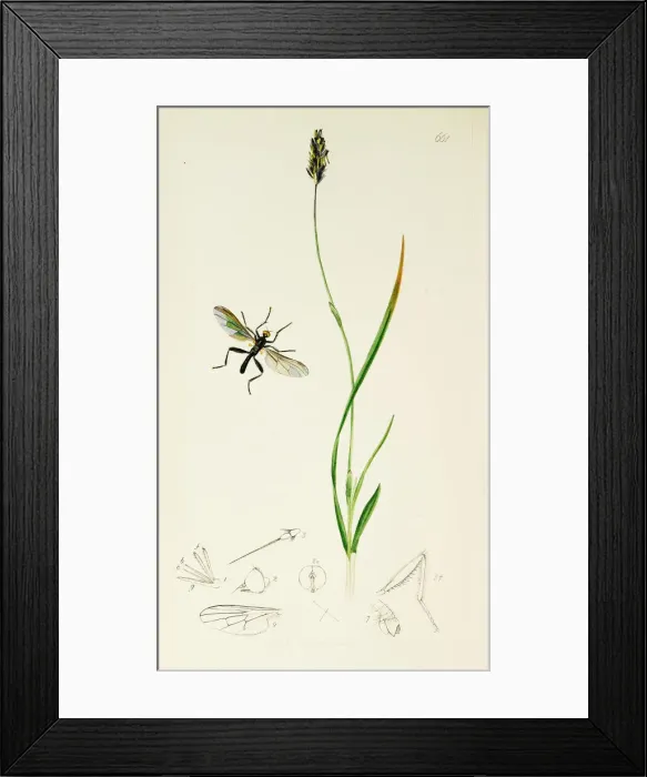 Framed Print : Curtis British Entomology Plate 661 Framed Print : Curtis British Entomology Plate 661
