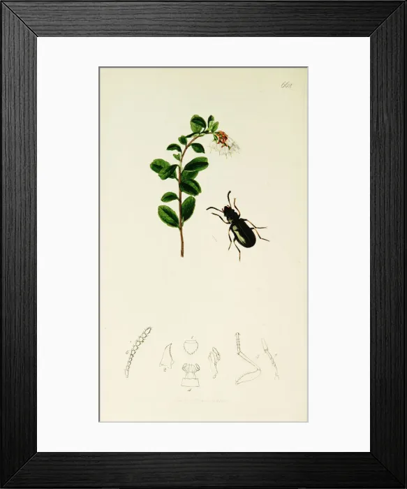Framed Print : Curtis British Entomology Plate 662 Framed Print : Curtis British Entomology Plate 662