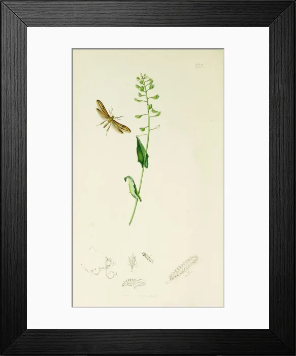 Framed Print : Curtis British Entomology Plate 663 Framed Print : Curtis British Entomology Plate 663