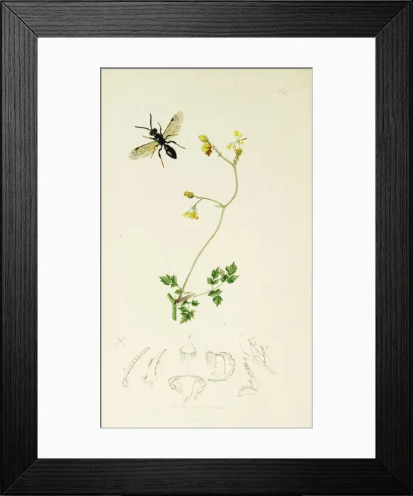 Framed Print : Curtis British Entomology Plate 664 Framed Print : Curtis British Entomology Plate 664