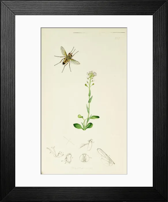Framed Print : Curtis British Entomology Plate 665 Framed Print : Curtis British Entomology Plate 665
