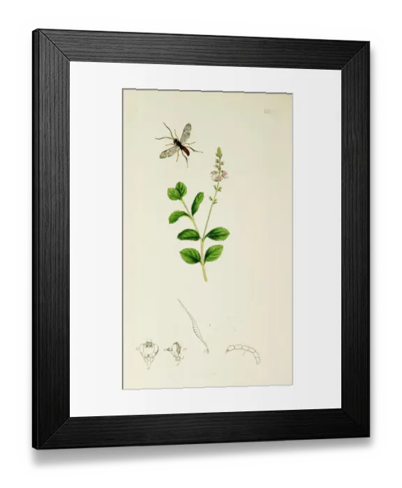 Framed Print : Curtis British Entomology Plate 660 Framed Print : Curtis British Entomology Plate 660