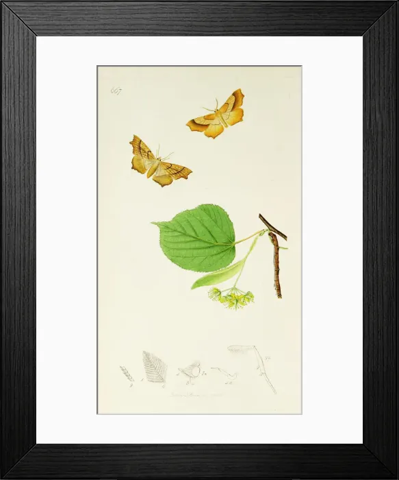 Framed Print : Curtis British Entomology Plate 667 Framed Print : Curtis British Entomology Plate 667