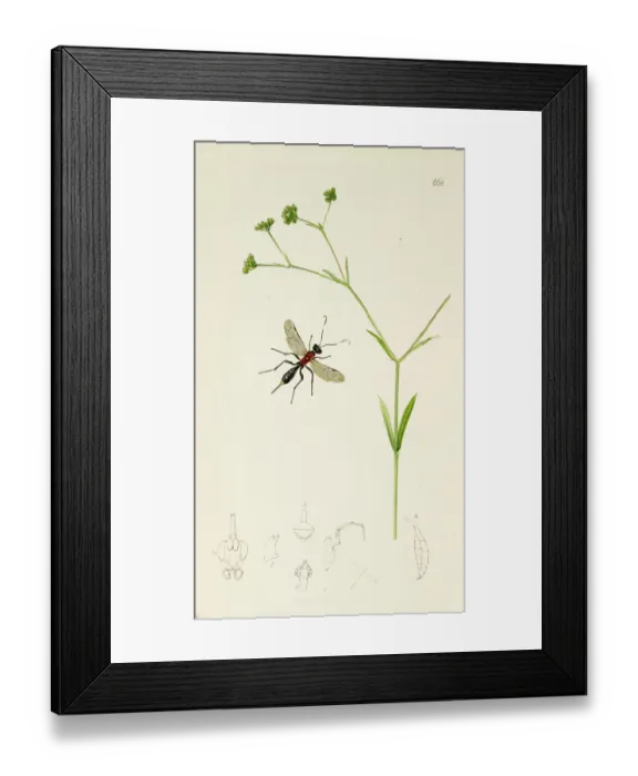 Framed Print : Curtis British Entomology Plate 668