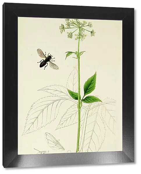 Curtis British Entomology Plate 669