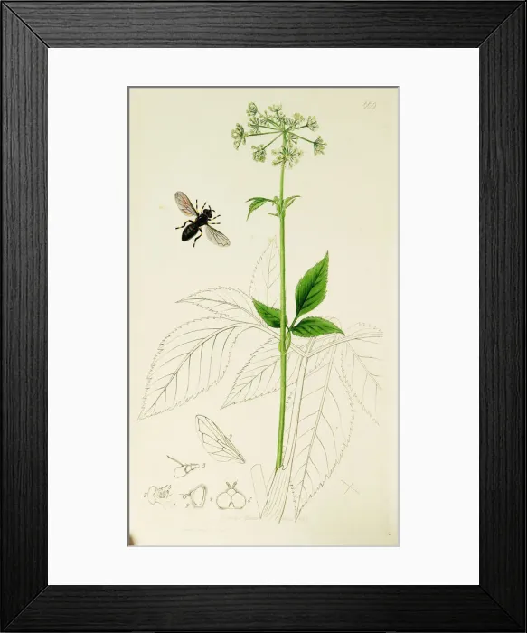 Framed Print : Curtis British Entomology Plate 669 Framed Print : Curtis British Entomology Plate 669