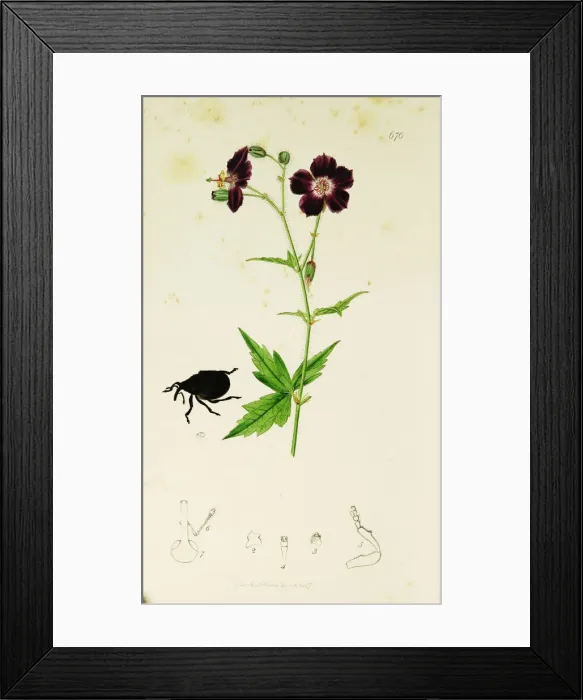 Framed Print : Curtis British Entomology Plate 670 Framed Print : Curtis British Entomology Plate 670