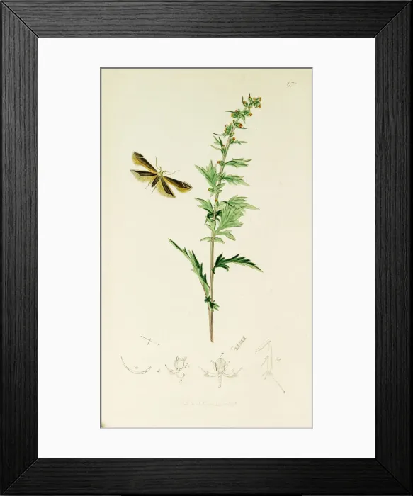 Framed Print : Curtis British Entomology Plate 671 Framed Print : Curtis British Entomology Plate 671