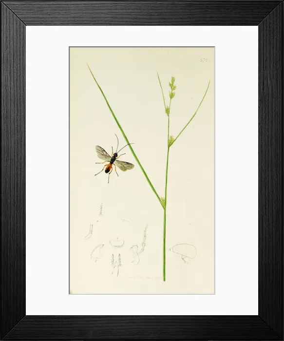 Framed Print : Curtis British Entomology Plate 672 Framed Print : Curtis British Entomology Plate 672