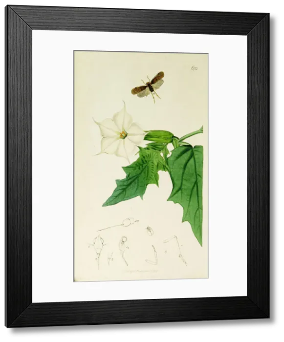Framed Print : Curtis British Entomology Plate 673 Framed Print : Curtis British Entomology Plate 673