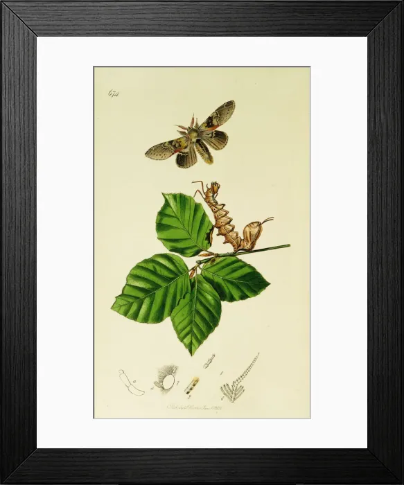 Framed Print : Curtis British Entomology Plate 674 Framed Print : Curtis British Entomology Plate 674