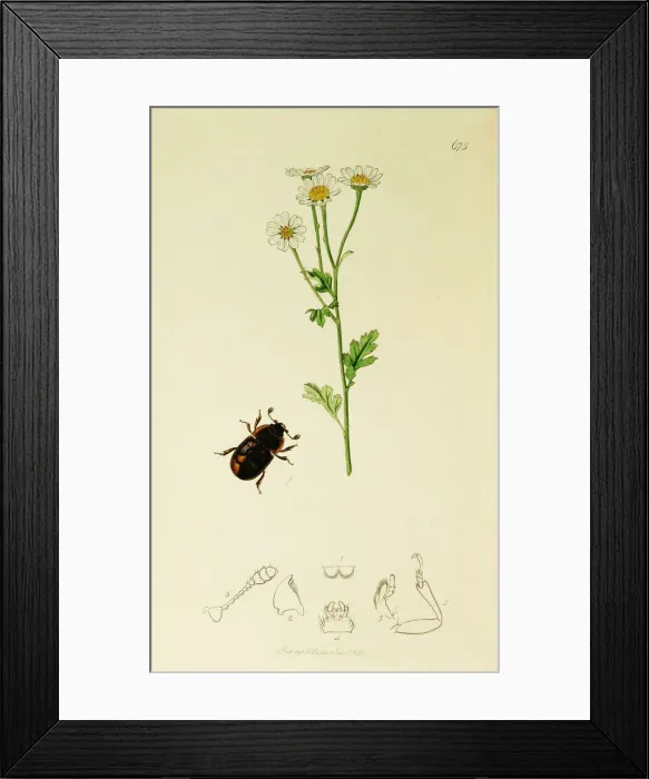 Framed Print : Curtis British Entomology Plate 675 Framed Print : Curtis British Entomology Plate 675
