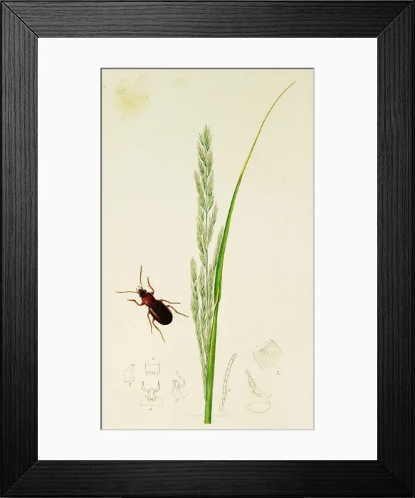 Framed Print : Curtis British Entomology Plate 666 Framed Print : Curtis British Entomology Plate 666