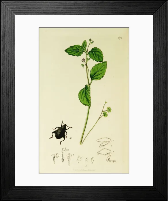 Framed Print : Curtis British Entomology Plate 678 Framed Print : Curtis British Entomology Plate 678