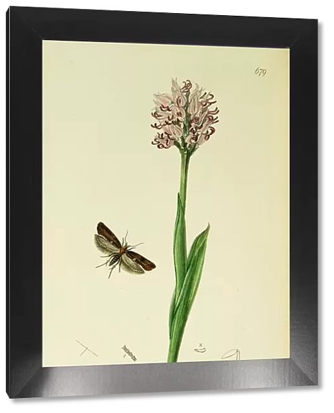 Curtis British Entomology Plate 679