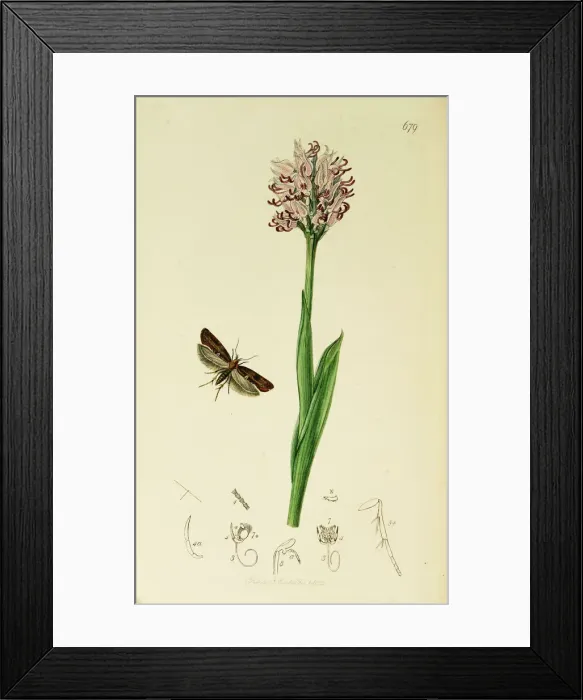 Framed Print : Curtis British Entomology Plate 679 Framed Print : Curtis British Entomology Plate 679