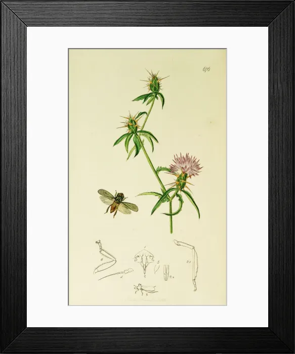 Framed Print : Curtis British Entomology Plate 676 Framed Print : Curtis British Entomology Plate 676