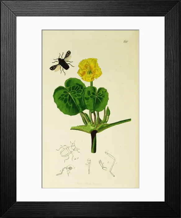 Framed Print : Curtis British Entomology Plate 681 Framed Print : Curtis British Entomology Plate 681