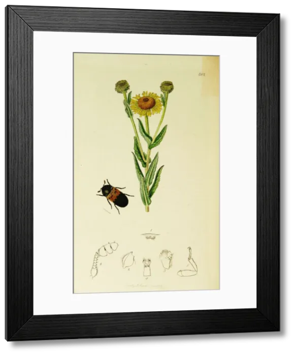 Framed Print : Curtis British Entomology Plate 682 Framed Print : Curtis British Entomology Plate 682